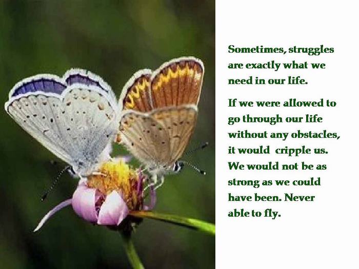 Shangrala's Butterfly's Story