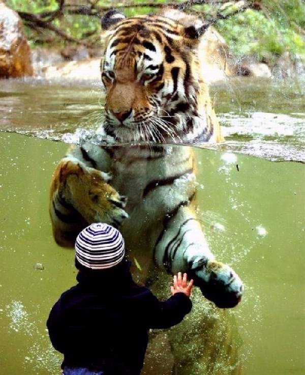 Shangrala's Kids With Animals