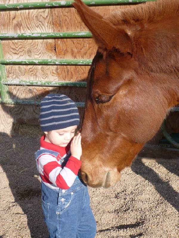 Shangrala's Kids With Animals 2