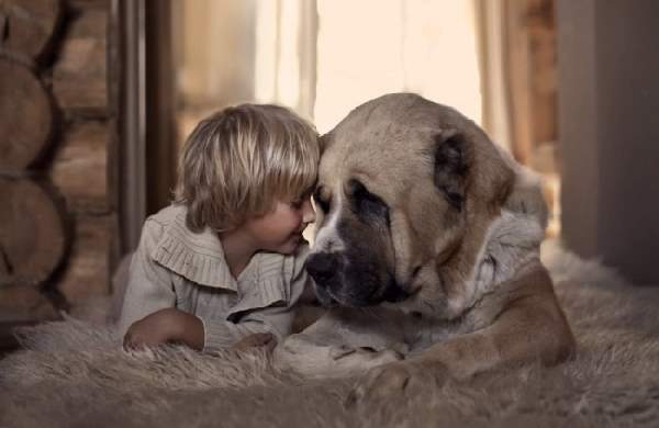 Shangrala's Dogs And Little Ones