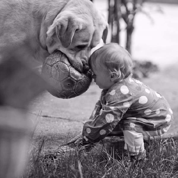 Shangrala's Dogs And Little Ones