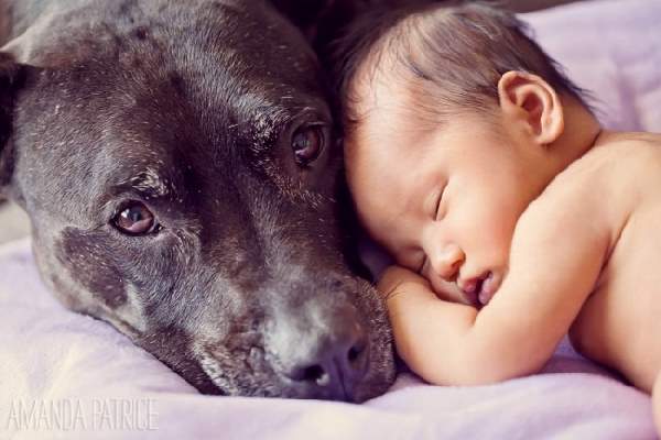 Shangrala's Dogs And Little Ones