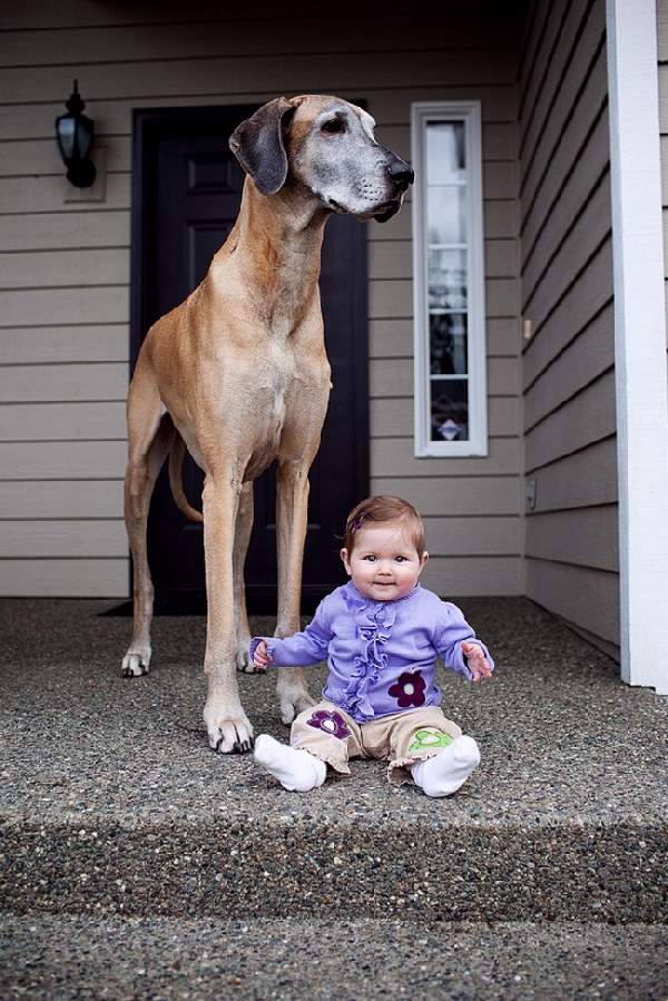 Shangrala's Dogs And Little Ones