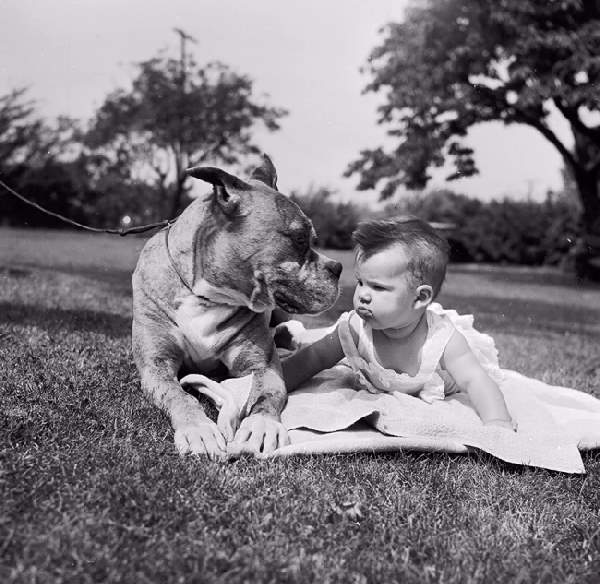 Shangrala's Dogs And Little Ones