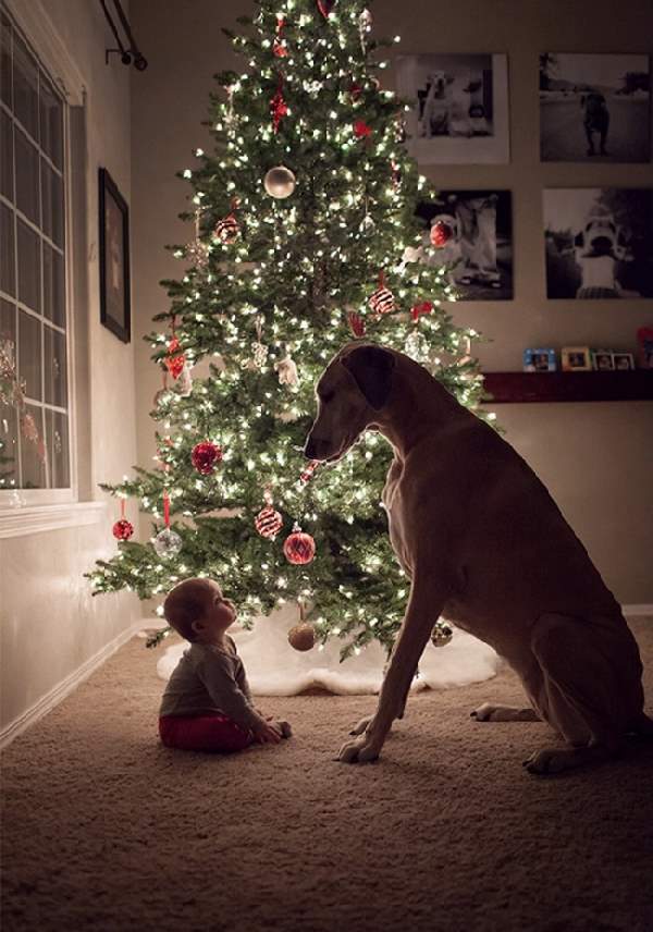 Shangrala's Dogs And Little Ones