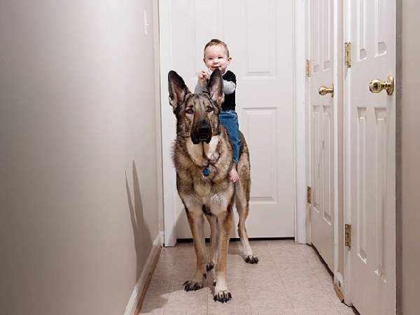 Shangrala's Dogs And Little Ones