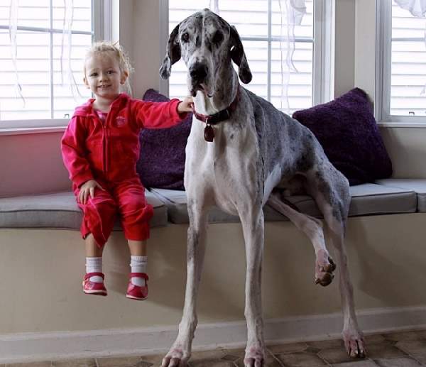 Shangrala's Dogs And Little Ones