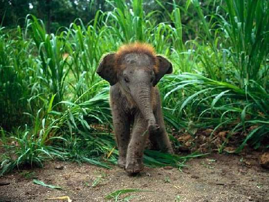 Shangrala's Adorable Baby Elephants