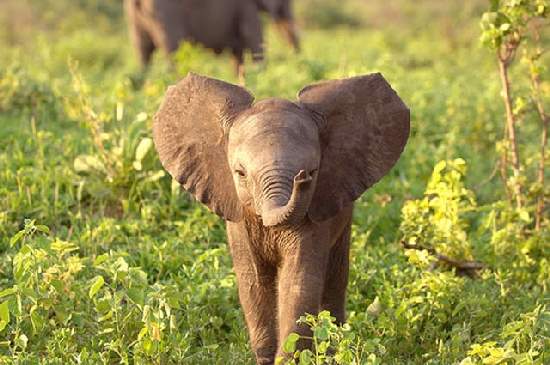 Shangrala's Adorable Baby Elephants