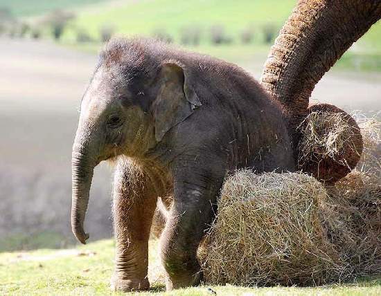 Shangrala's Adorable Baby Elephants