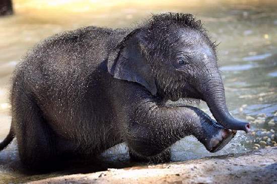 Shangrala's Adorable Baby Elephants