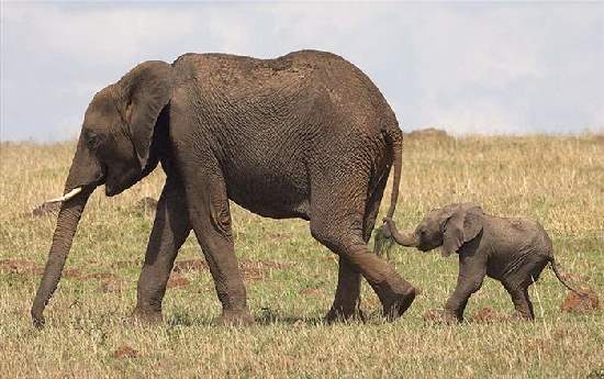 Shangrala's Adorable Baby Elephants