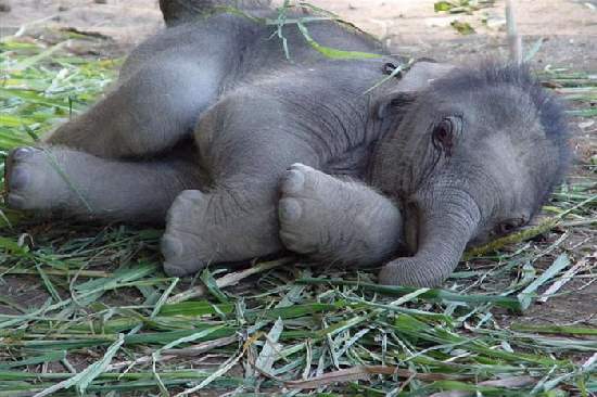 Shangrala's Adorable Baby Elephants