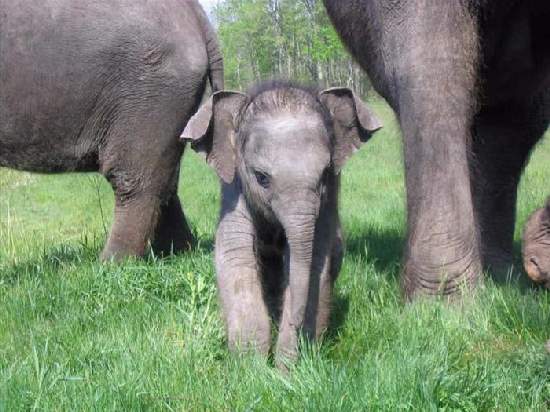 Shangrala's Adorable Baby Elephants