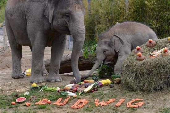 Shangrala's Adorable Baby Elephants