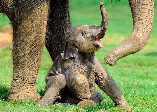 Shangrala's Adorable Baby Elephants