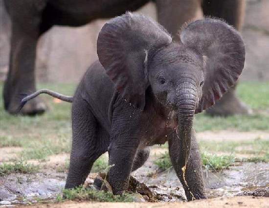 Shangrala's Adorable Baby Elephants