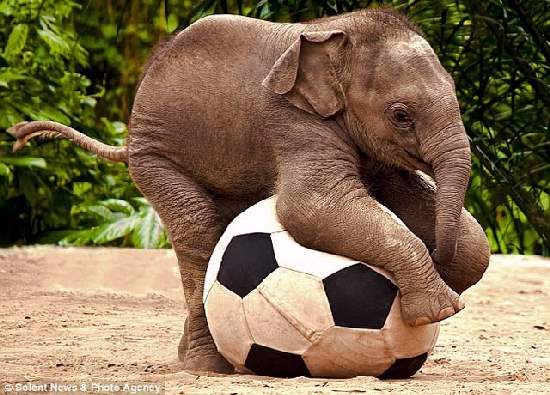 Shangrala's Adorable Baby Elephants