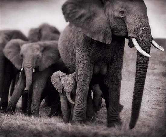 Shangrala's Adorable Baby Elephants