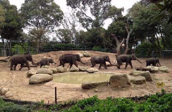 Shangrala's Adorable Baby Elephants