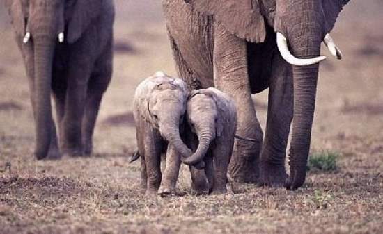 Shangrala's Adorable Baby Elephants