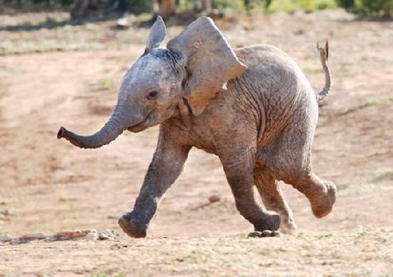 Shangrala's Adorable Baby Elephants