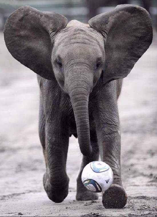 Shangrala's Adorable Baby Elephants