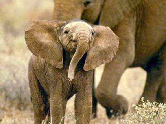 Shangrala's Adorable Baby Elephants