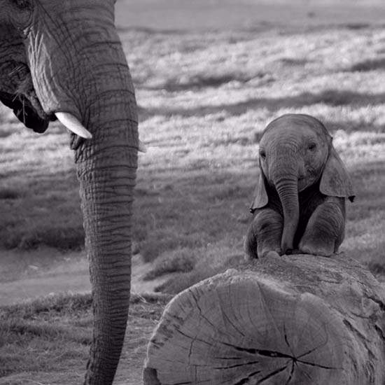 Shangrala's Adorable Baby Elephants