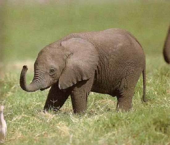 Shangrala's Adorable Baby Elephants