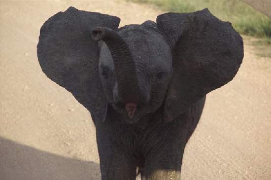 Shangrala's Adorable Baby Elephants