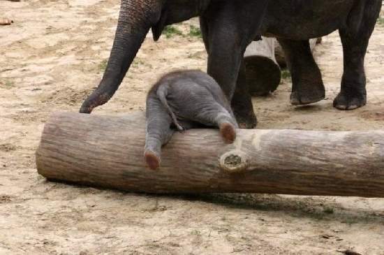 Shangrala's Adorable Baby Elephants