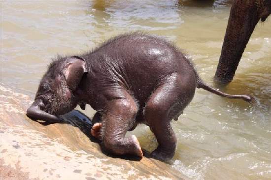 Shangrala's Adorable Baby Elephants