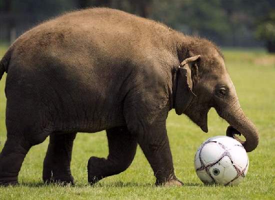 Shangrala's Adorable Baby Elephants