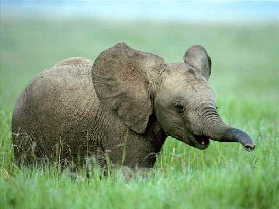 Shangrala's Adorable Baby Elephants