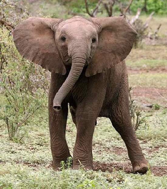 Shangrala's Adorable Baby Elephants