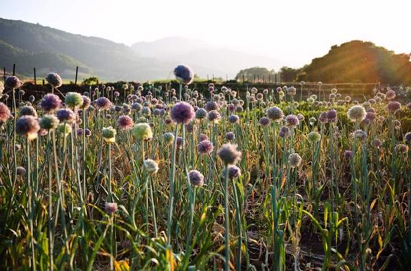 Shangrala's Growing Fruits And Veggies