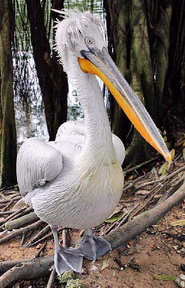 Shangrala's World's Largest Animals