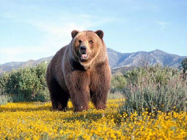 Shangrala's World's Largest Animals