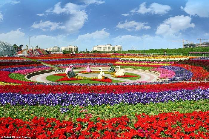 Shangrala's Dubai Miracle Garden