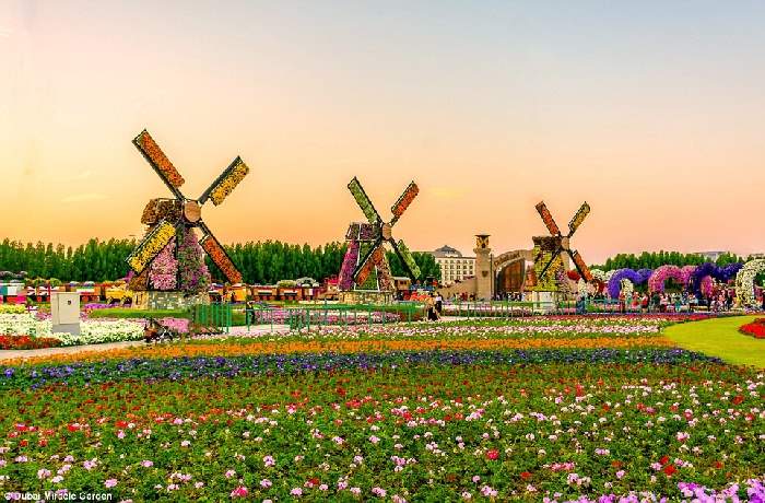 Shangrala's Dubai Miracle Garden