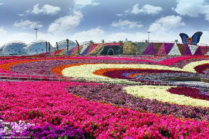 Shangrala's Dubai Miracle Garden