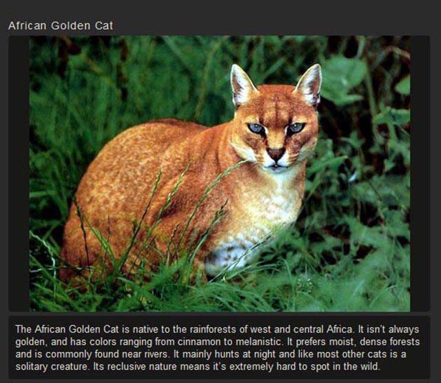 Shangrala's Rare Exotic Cats