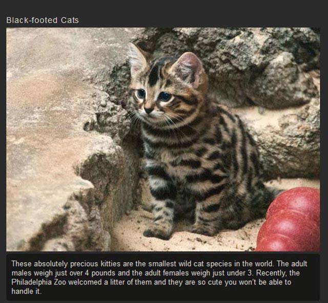 Shangrala's Rare Exotic Cats