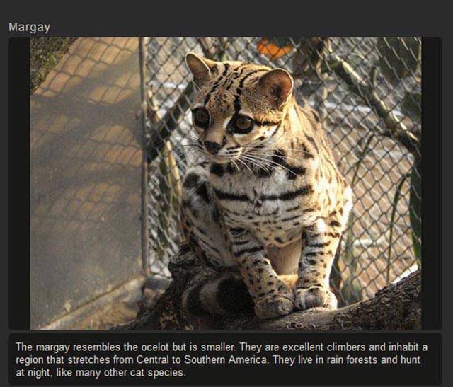 Shangrala's Rare Exotic Cats