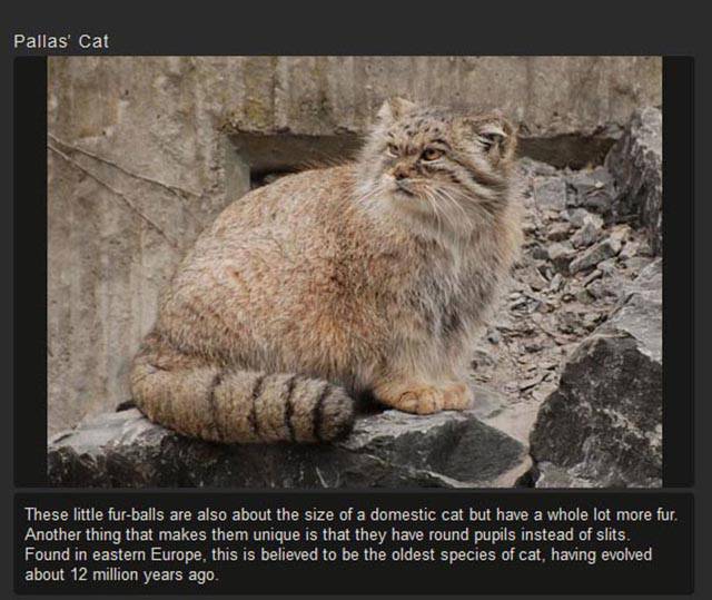 Shangrala's Rare Exotic Cats