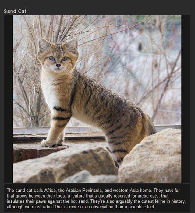 Shangrala's Rare Exotic Cats