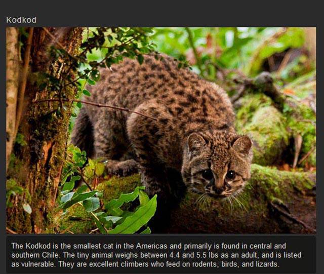 Shangrala's Rare Exotic Cats