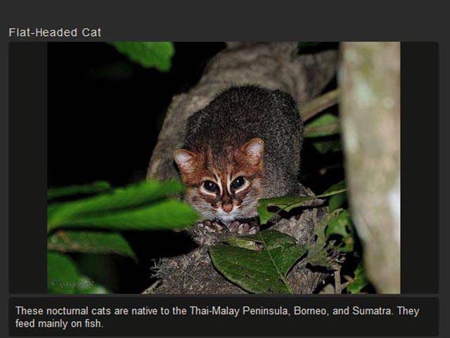 Shangrala's Rare Exotic Cats