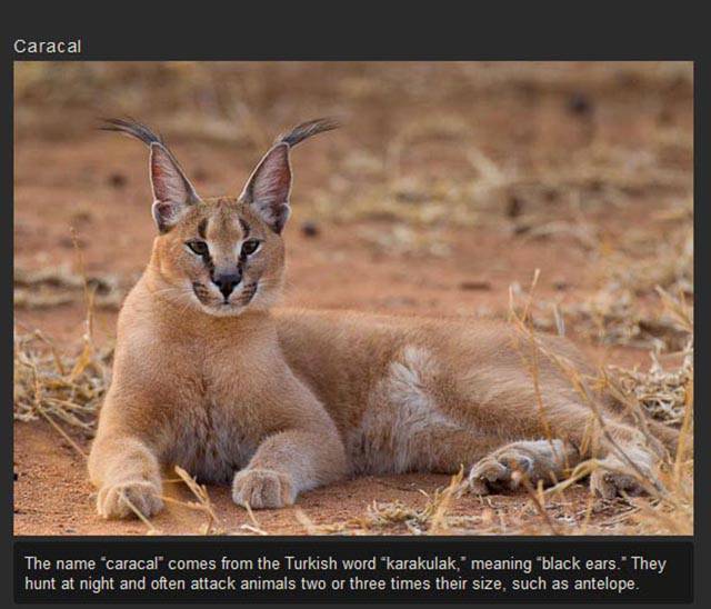 Shangrala's Rare Exotic Cats